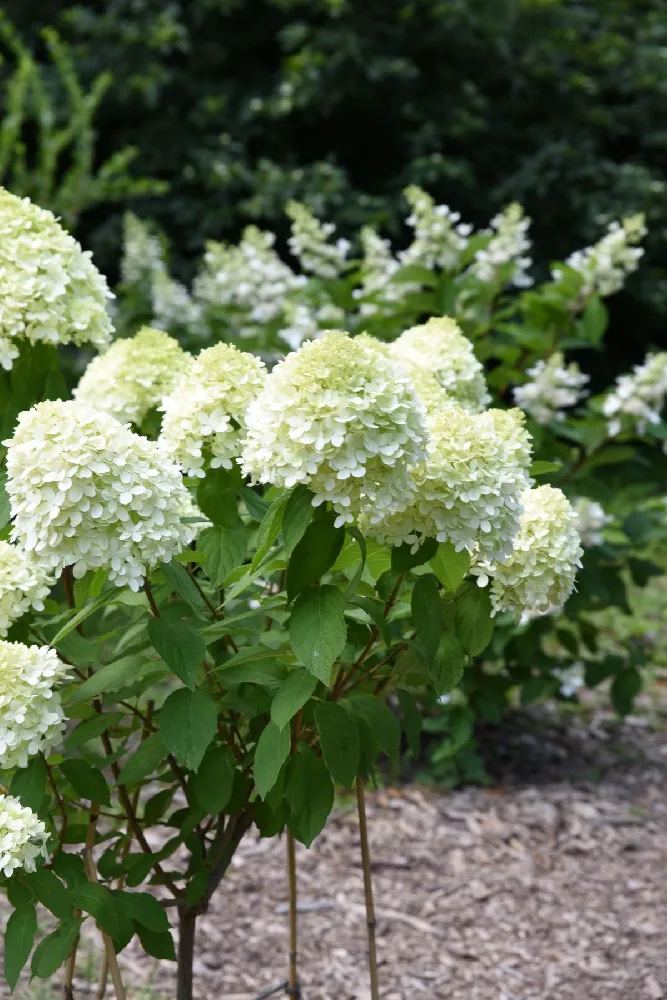 Little Lime® Hydrangea Shrub