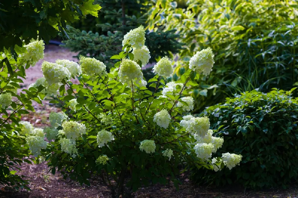 Little Lime® Hydrangea Tree