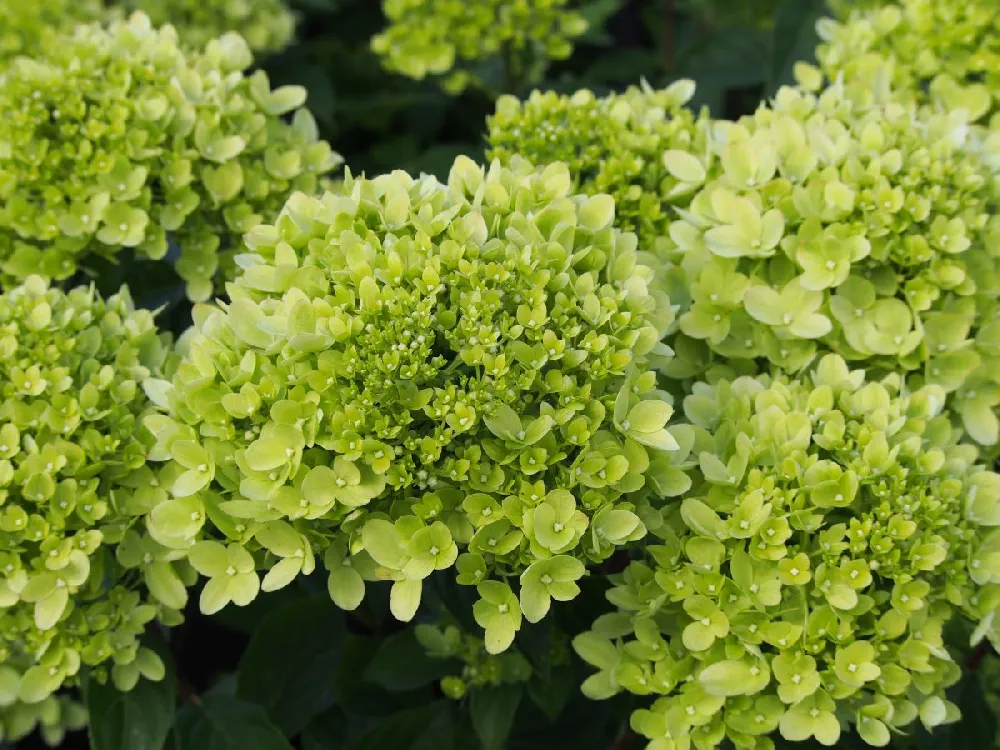 Little Lime® Hydrangea Tree