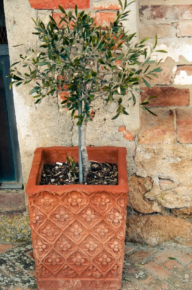 Little Ollie' Dwarf Olive Tree 