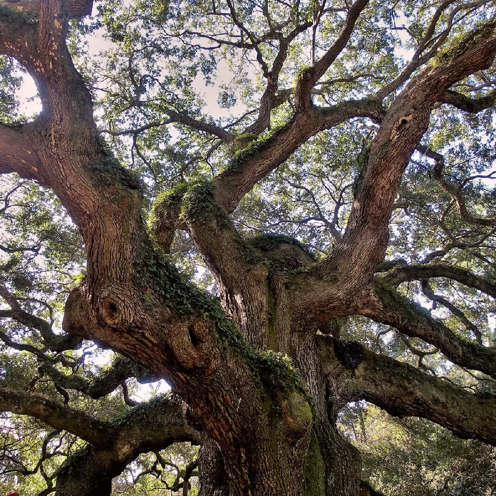 Live-Oak-Tree-2