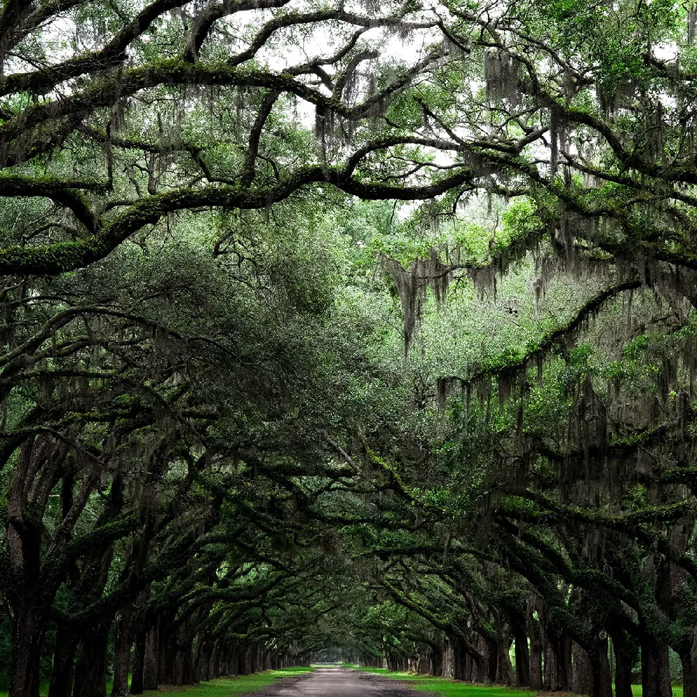 Live-Oak-Tree-3