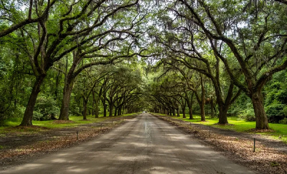 Live Oak Tree