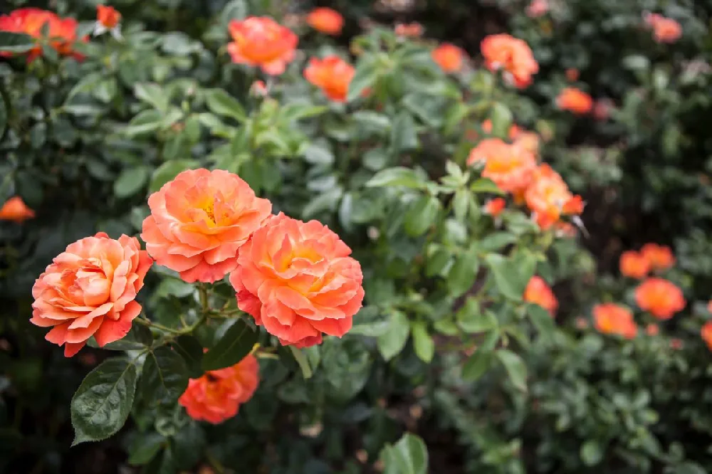 Livin' Easy™ and Easy-Going™ Two-fer® Rose Tree