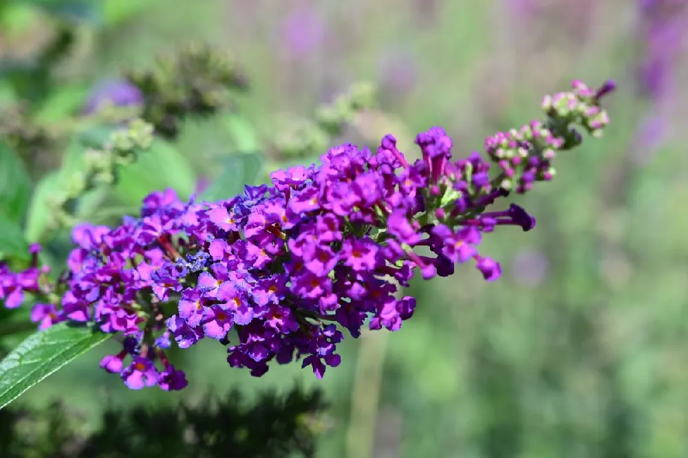 Lo and Behold® 'Blue Chip' Butterfly Bush