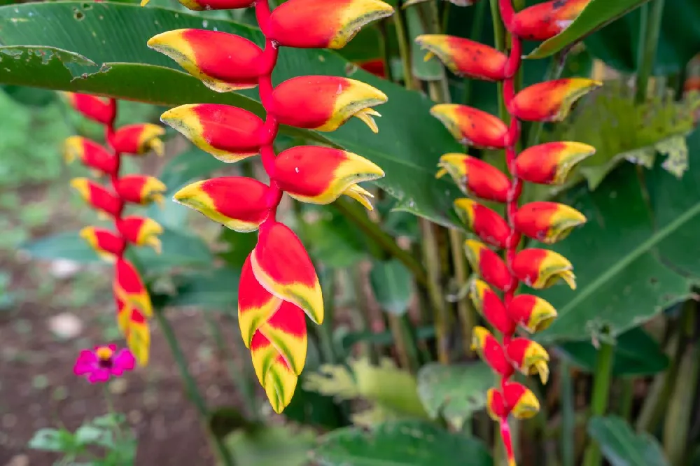 Lobster Claw Plant