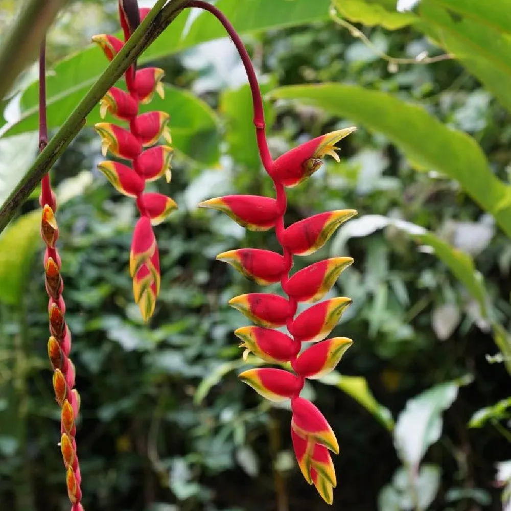 Lobster Claw Plant