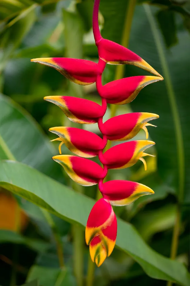 Lobster Claw Plant