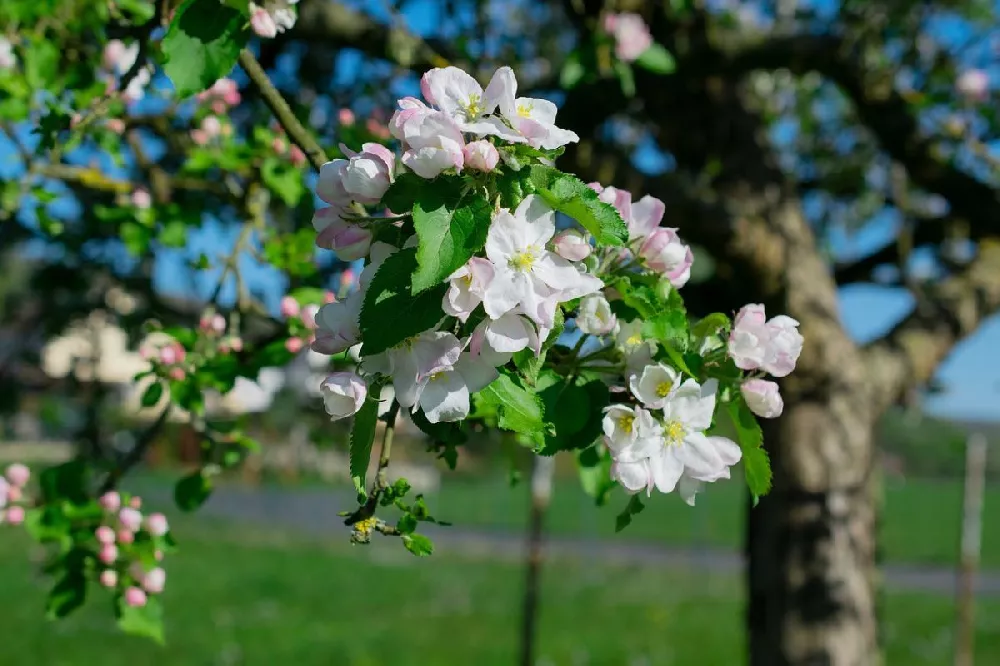 Lollipop® Crabapple Tree