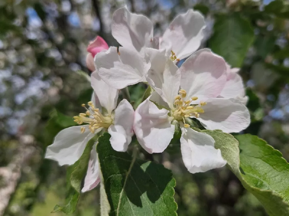 Lollipop® Crabapple Tree