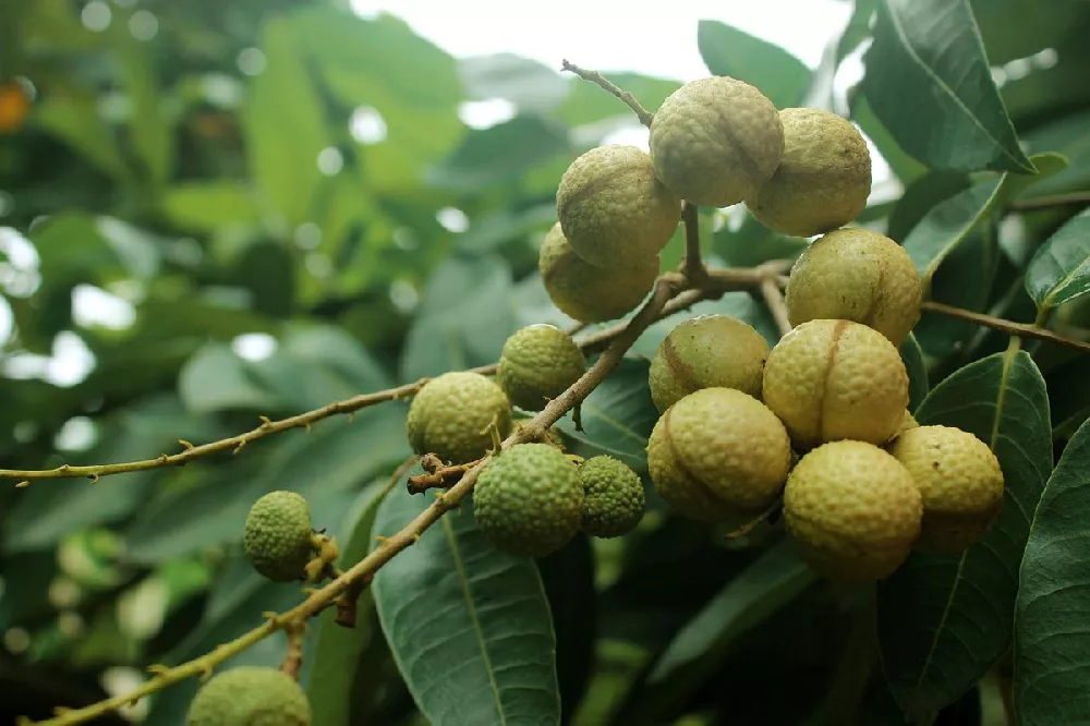 Longan Tree