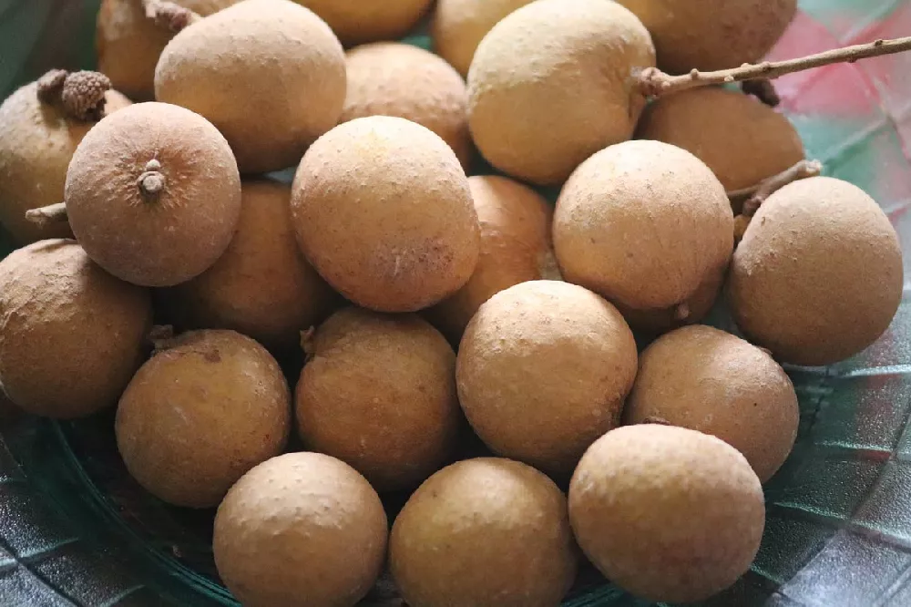 Longan 