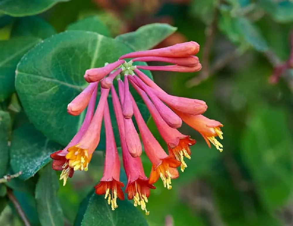 Peaches & Cream Honeysuckle Vine flowers