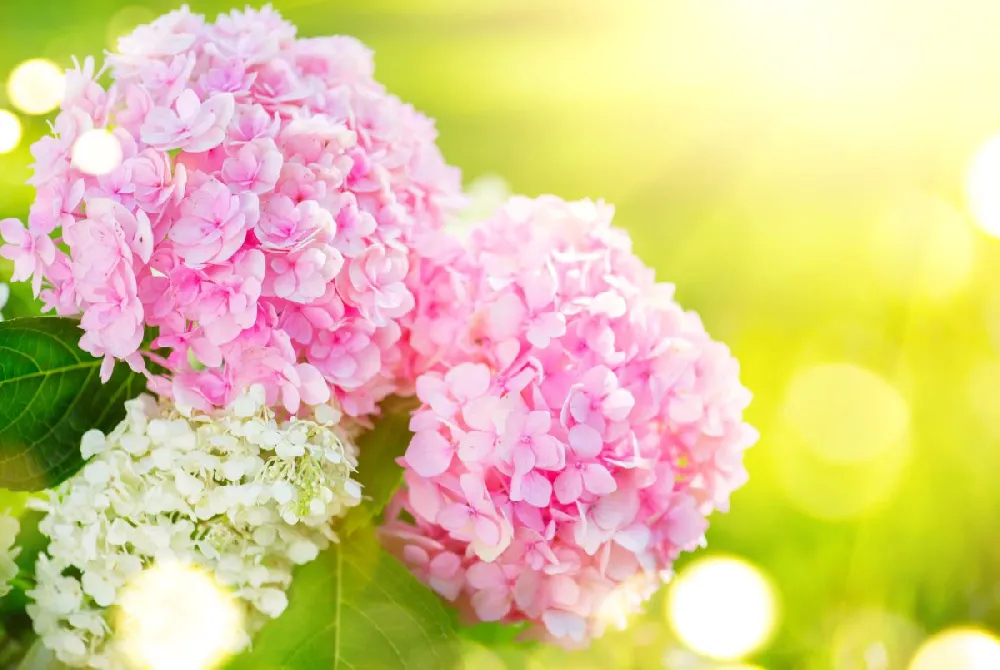 Love Hydrangea