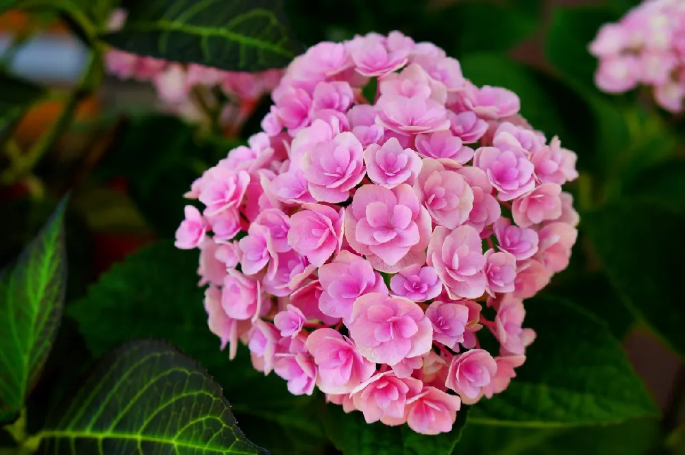 Love Hydrangea