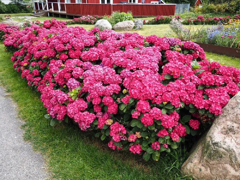 Love Hydrangea