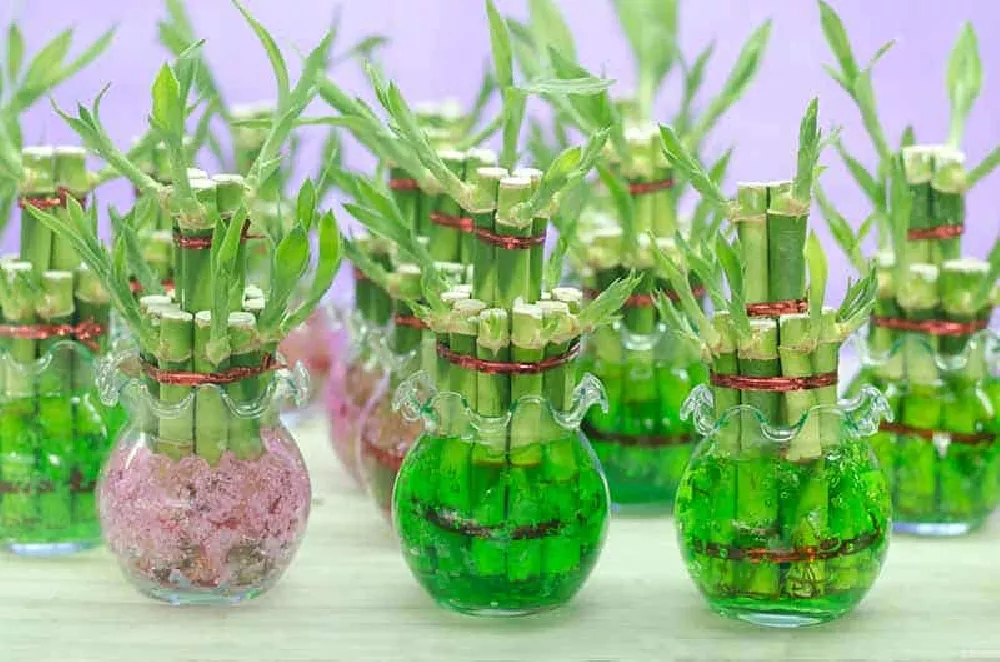 Lucky Bamboo Trees in water glasses