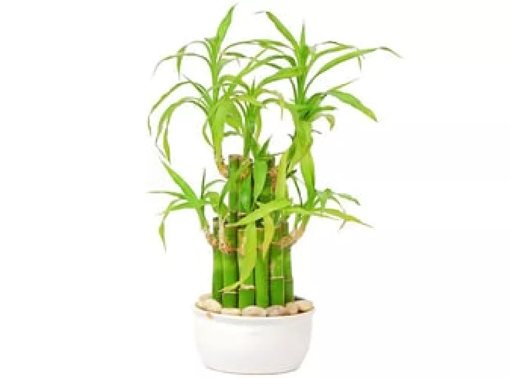 Lucky Bamboo Tree