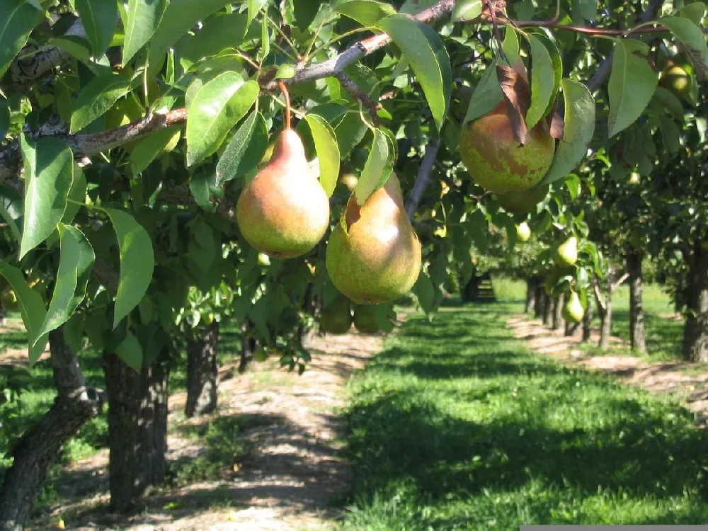 Luscious Pear Tree