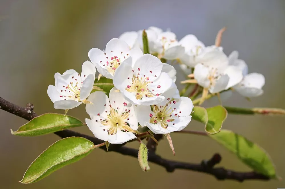Luscious Pear Tree flower