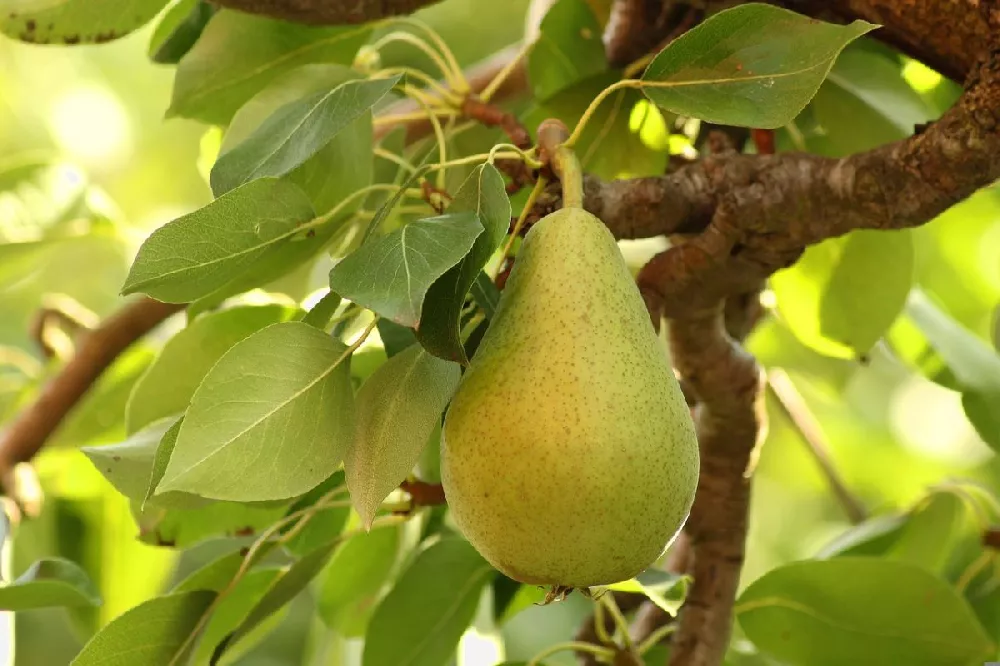 Luscious Pear Tree fruit
