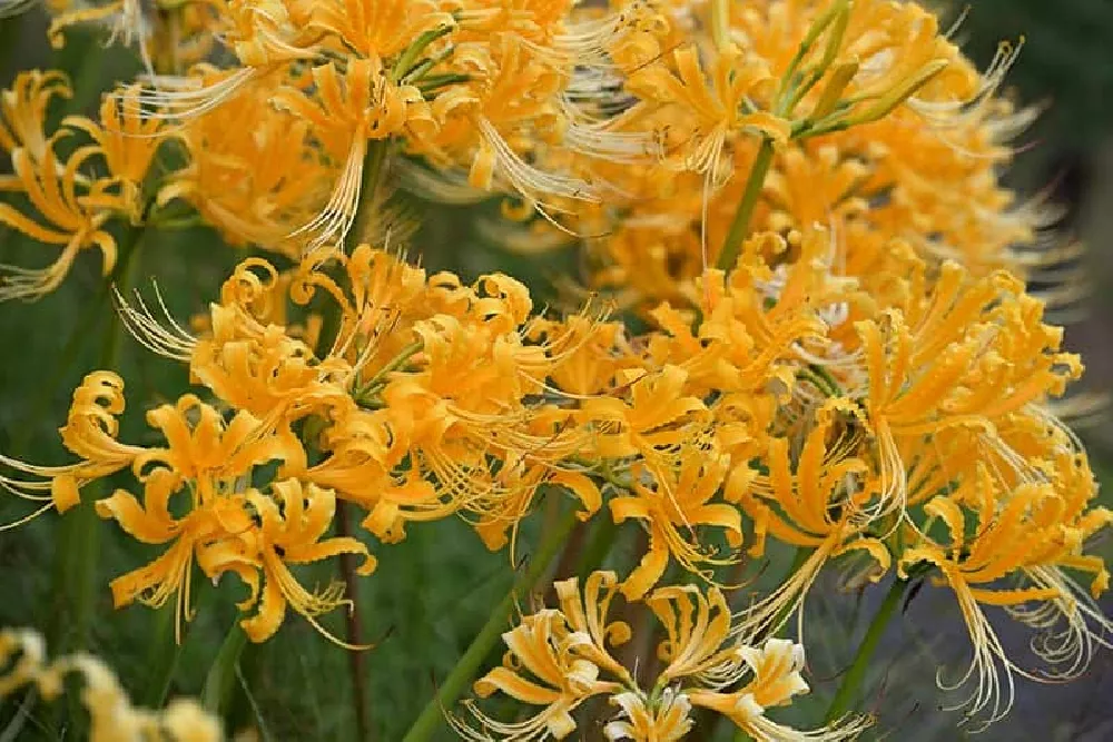 Red Spider Lily with yellow flowers