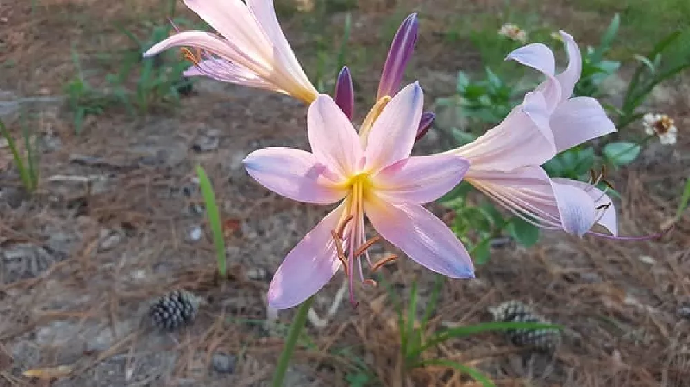 Red Spider Lily with purple flowers