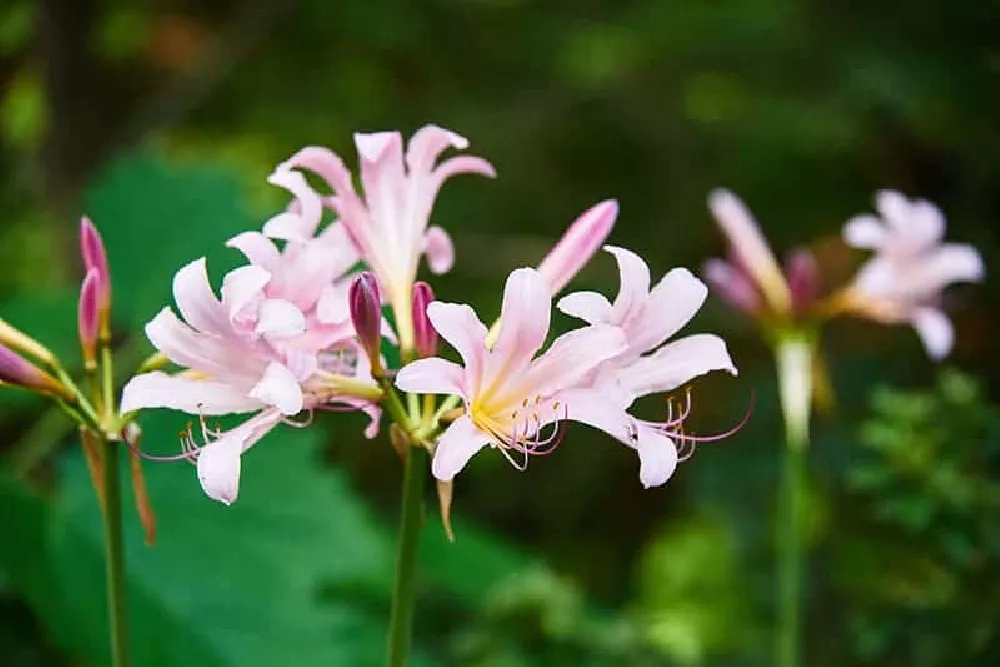 Red Spider Lily with pink flowers