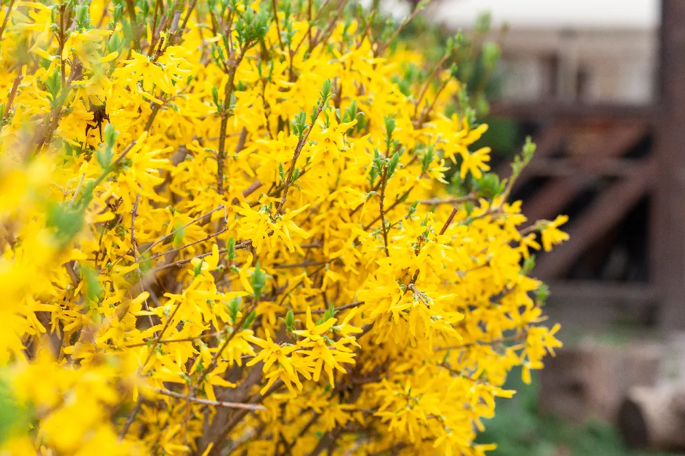 Lynwood Gold Forsythia 1