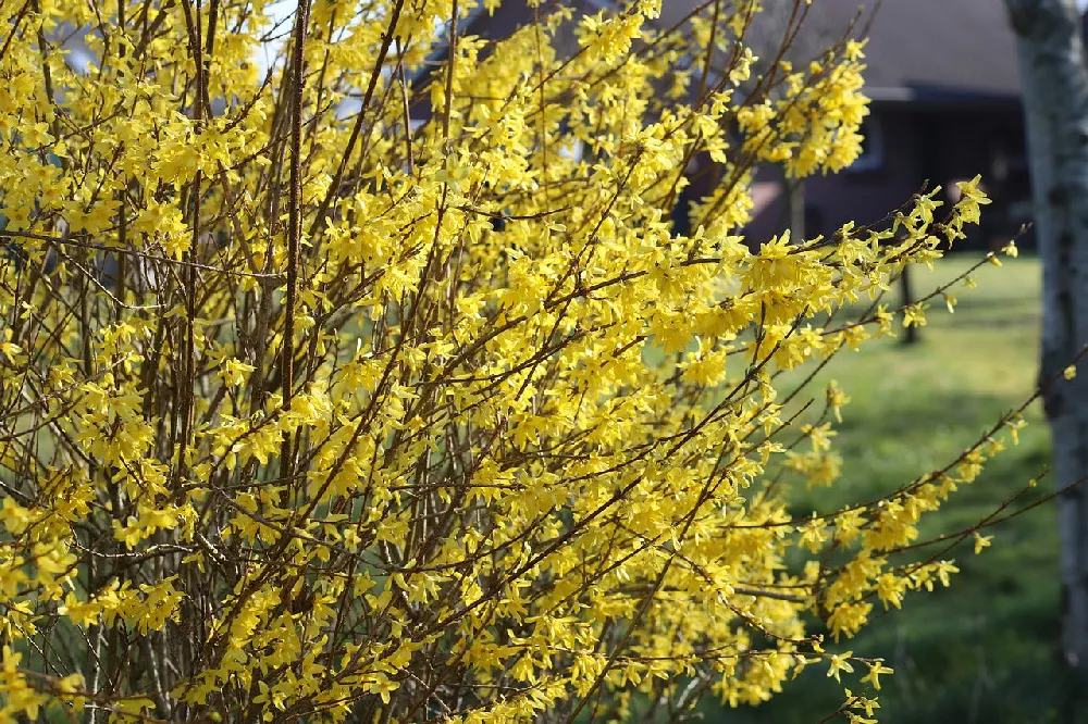 Lynwood Gold Forsythia 2