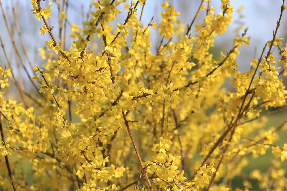 Lynwood Gold Forsythia