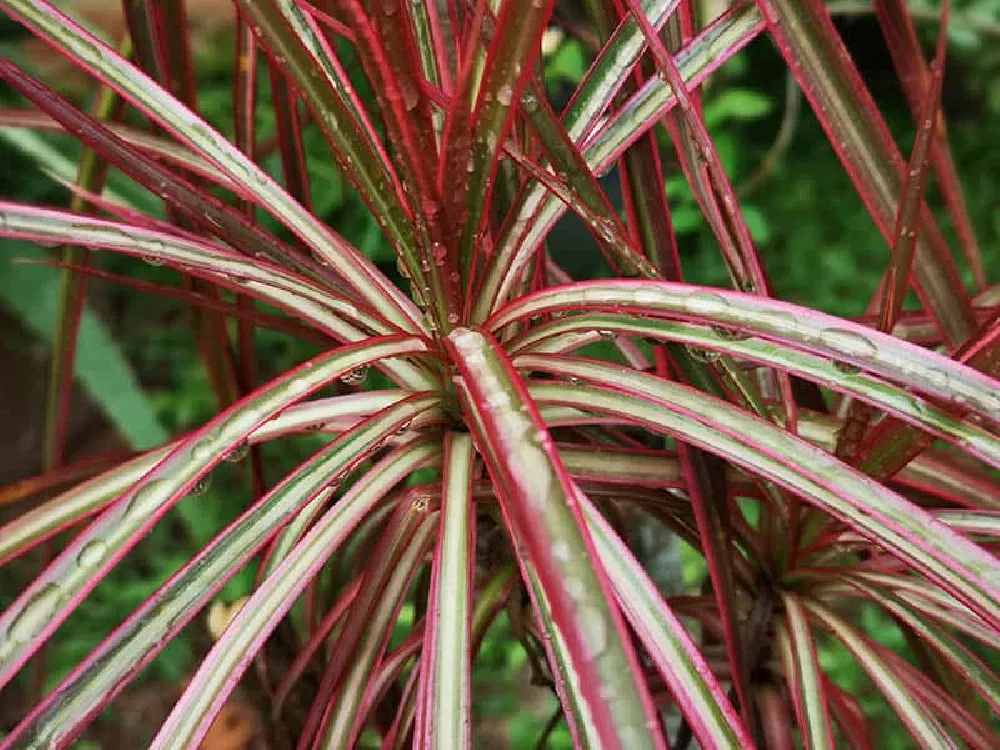 Red Edge Braided Madagascar Dragon Tree