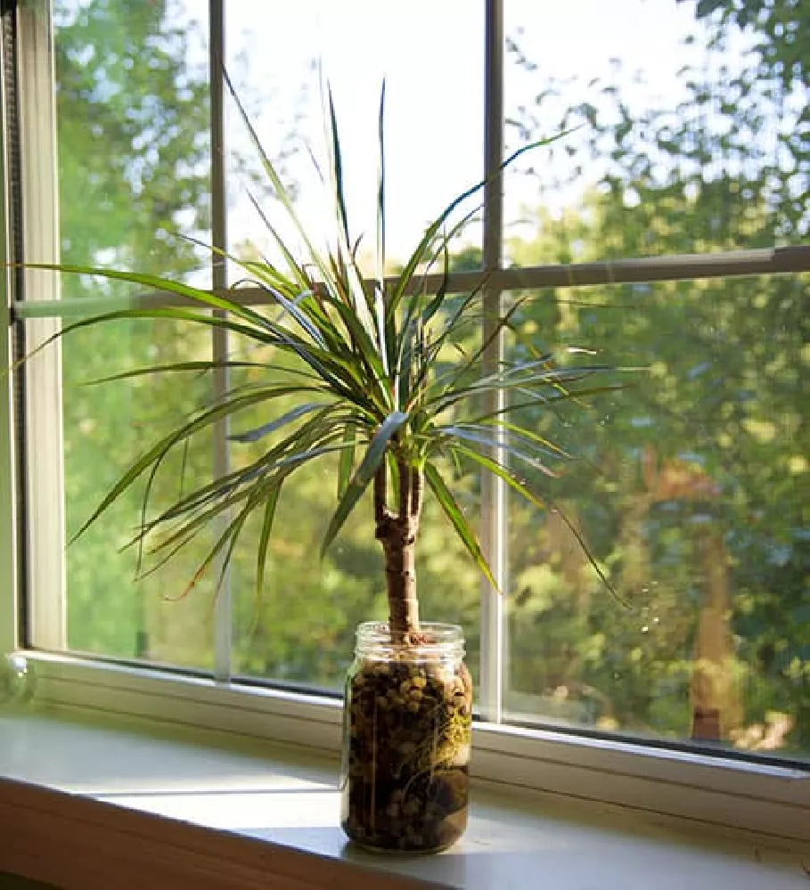 Braided Madagascar Dragon Tree on Windowsill