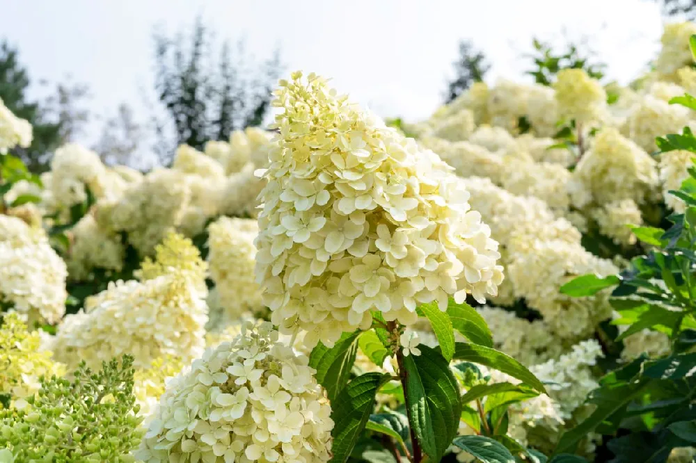 Magical® Candle Hydrangea Shrub