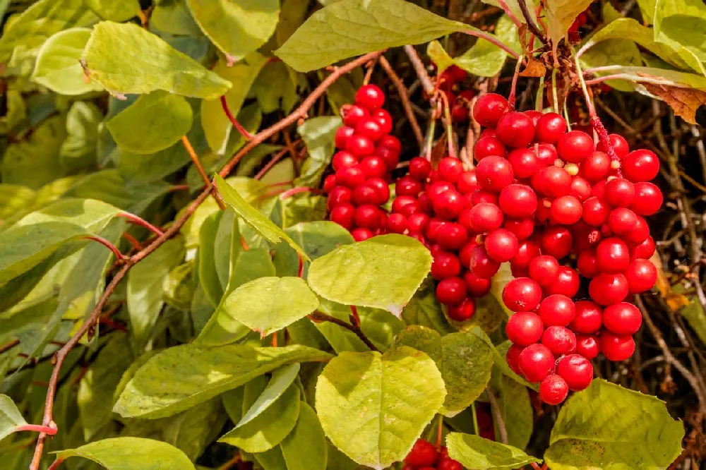 Magnolia Vine (Five Flavor Fruit) 