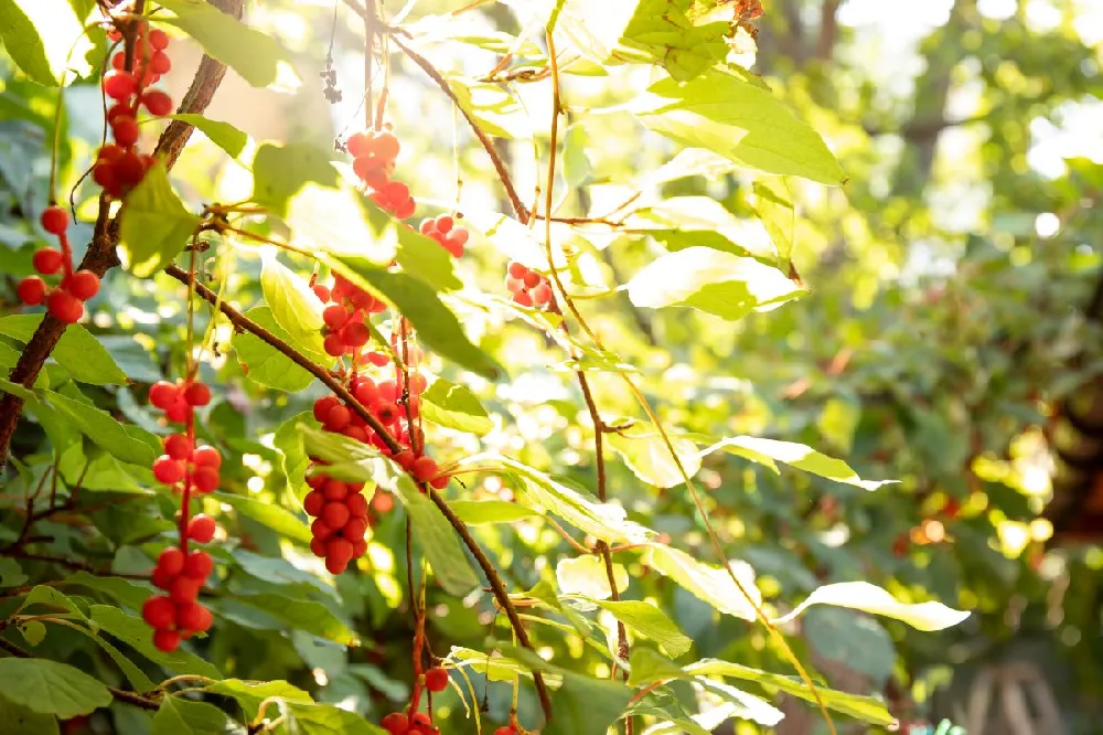 Magnolia Vine (Five Flavor Fruit)