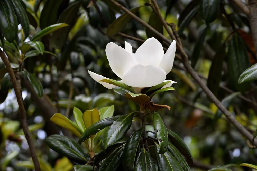 Kay Parris Magnolia flower