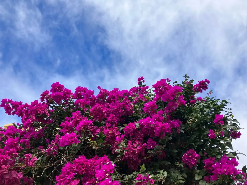 Majestic Purple Bougainvillea