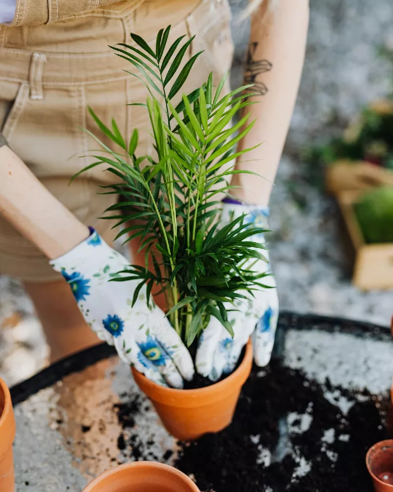 Planting Majesty Palm Tree