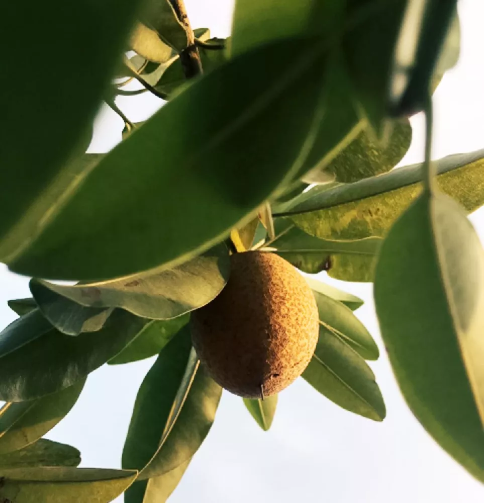 Mamey Sapote Cuban Fruit close-up