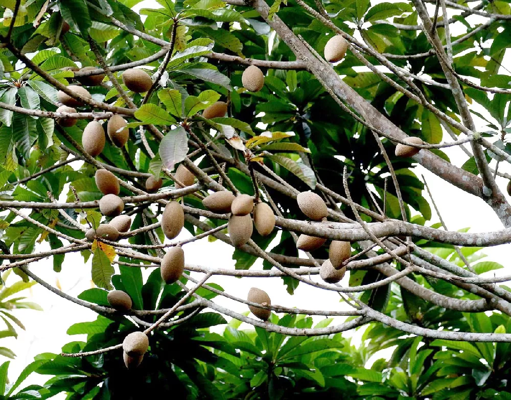 Mamey Sapote Cuban Fruit tree