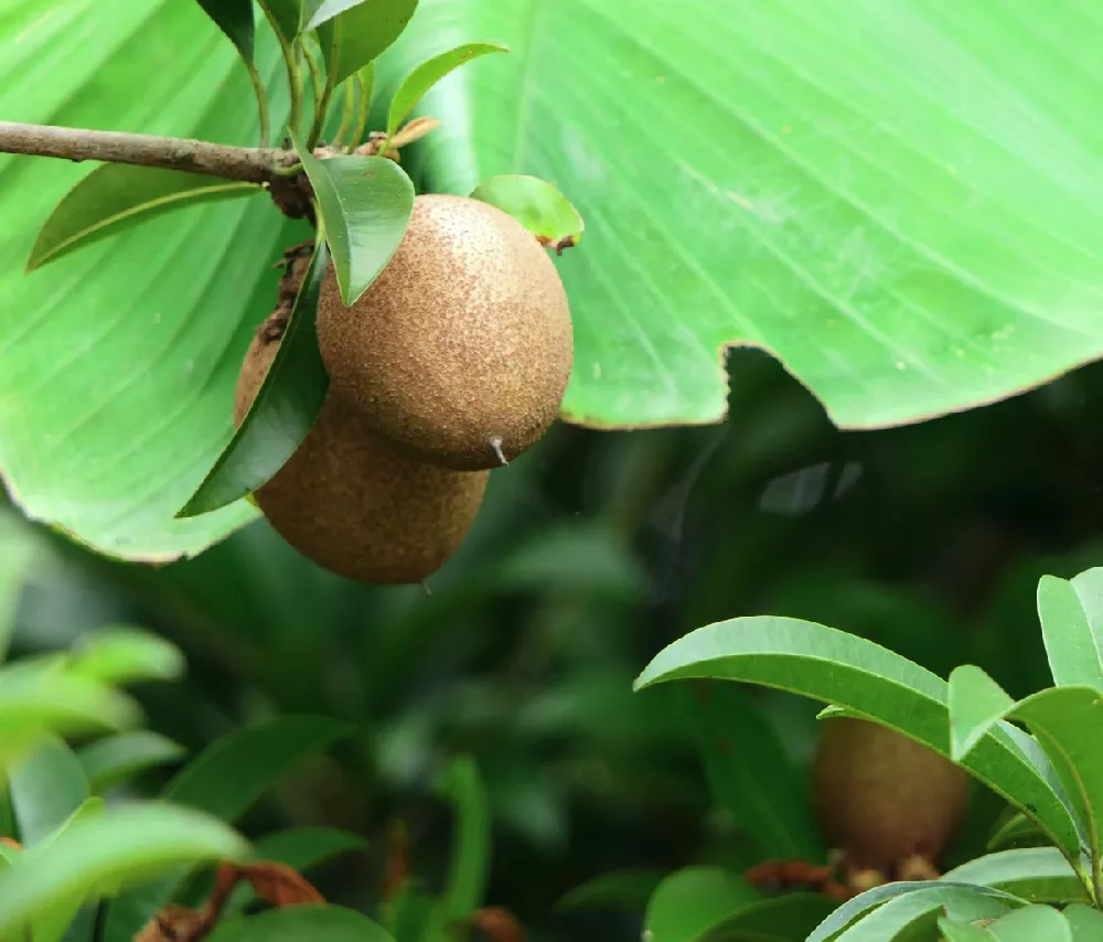 Mamey Sapote Cuban Fruit 