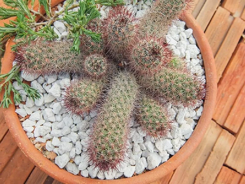 Mammillaria