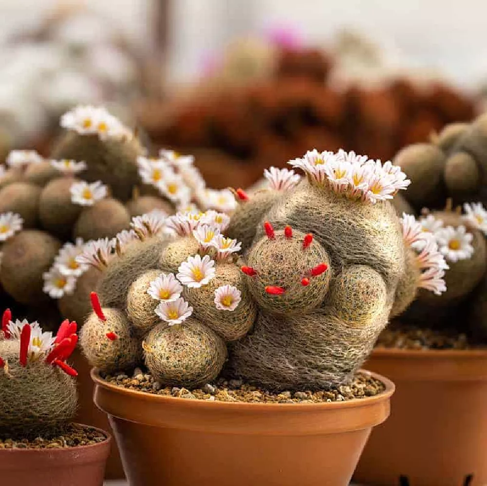 Flowering Mammillaria