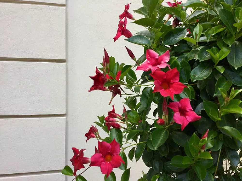 Mandevilla Vines flowers