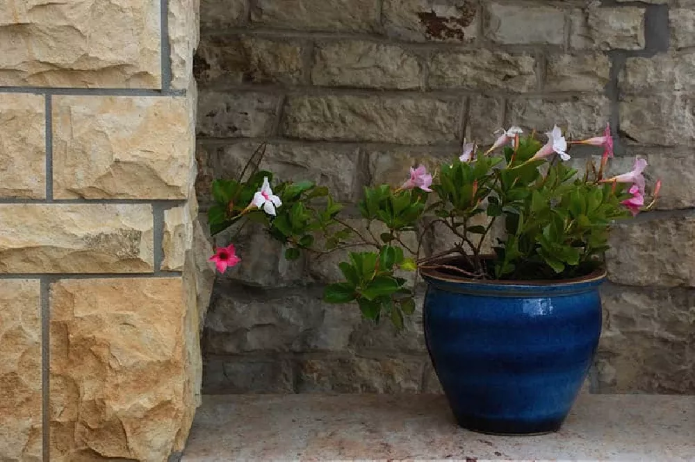 Mandevilla Vines in a blue pot