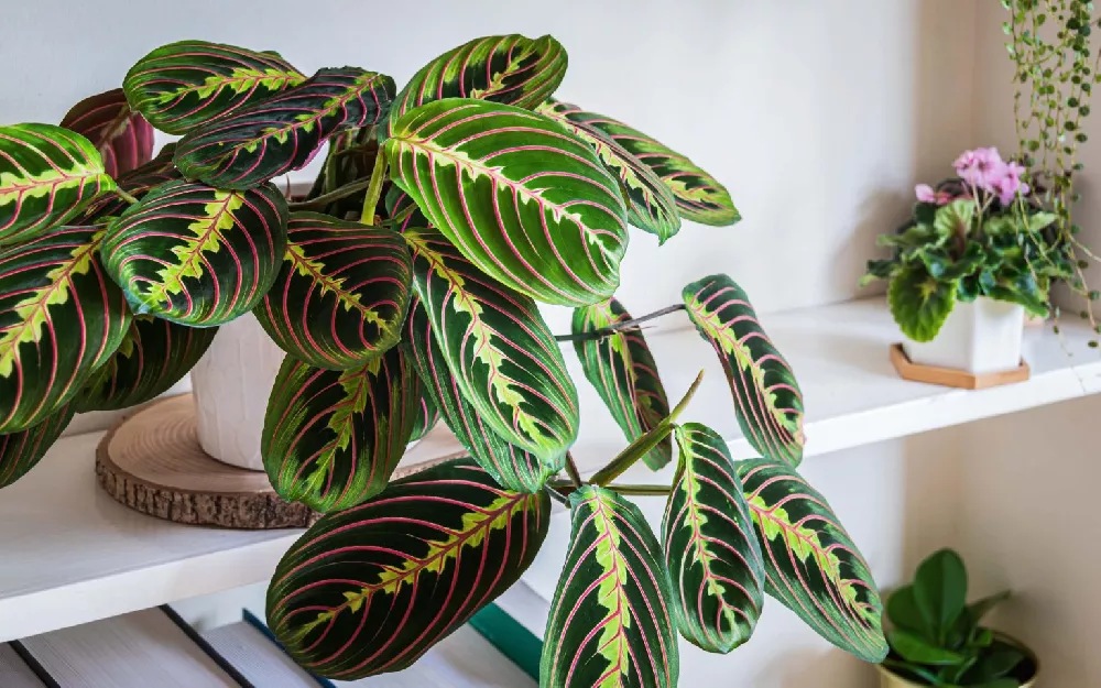 Prayer Plant in a house