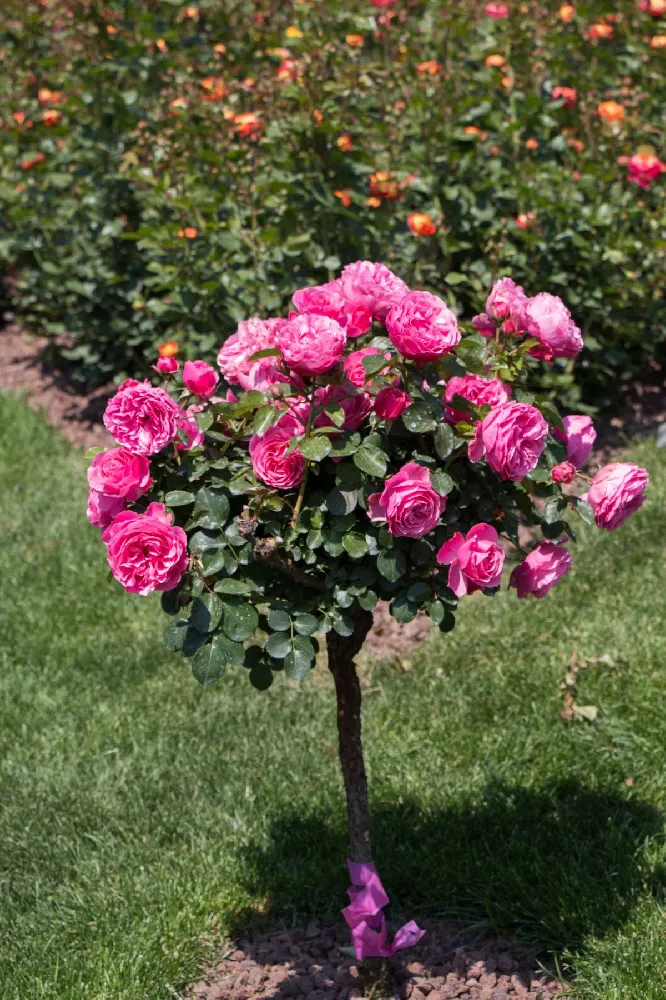 Marc Chagall™ Rose Tree