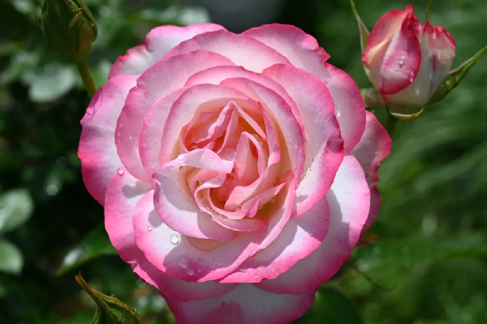 Marc Chagall™ Rose