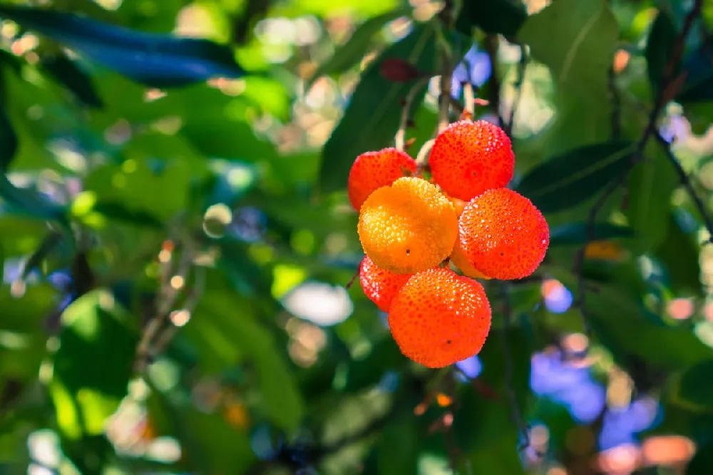 Marina Strawberry Tree